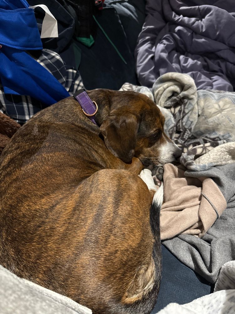A brindle coated beagle pit mix with a purple collar curled up in a pile of blankets.