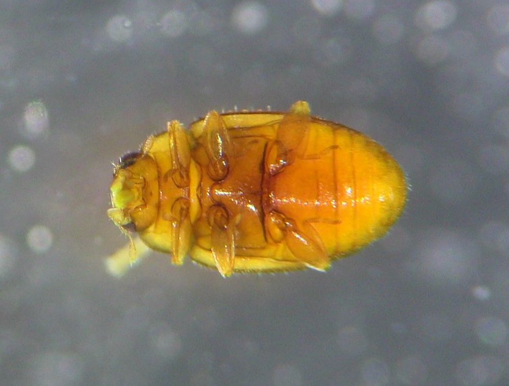 ventral full body shot