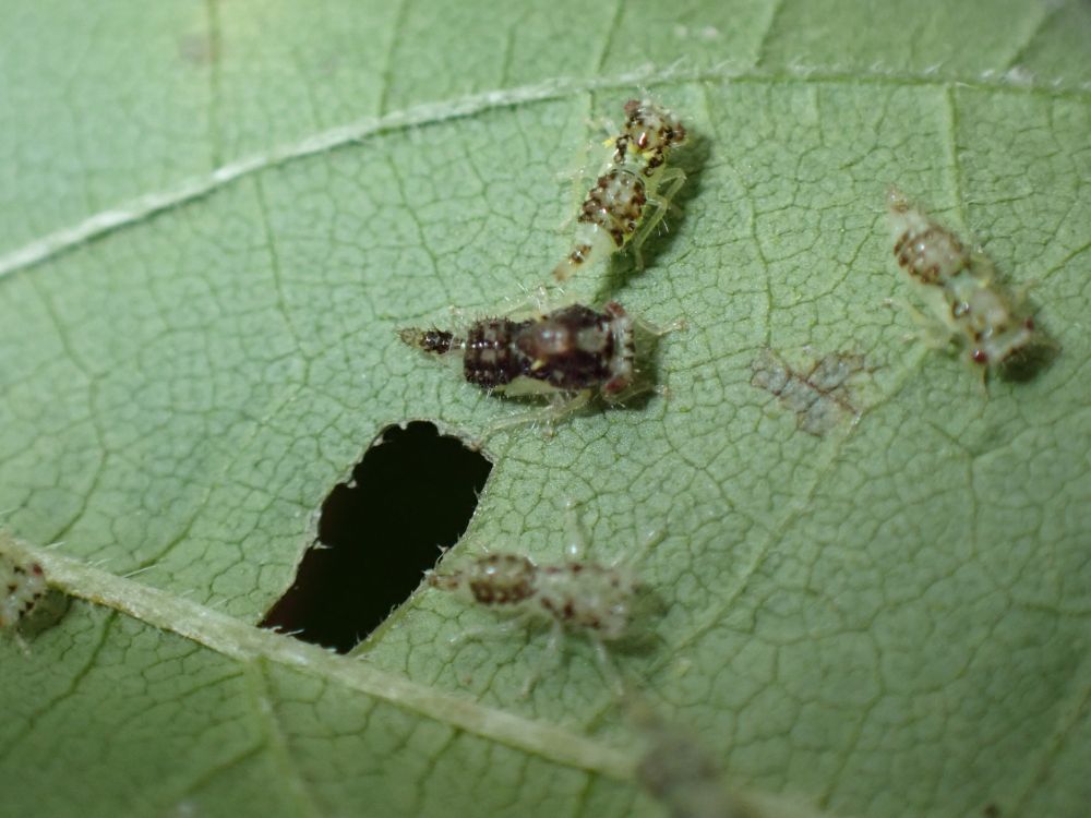 Colorful Hemipteran nymphs