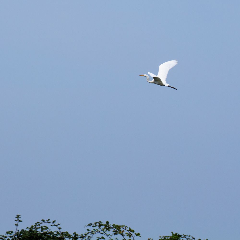 A Great Egret, large white bird with long skinny legs, long neck, and a sharp yellow beak, pictured flying on a pale blue sky.