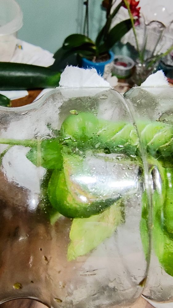 Captured tomato cut worm caught mid defoliation of my tomatoes 