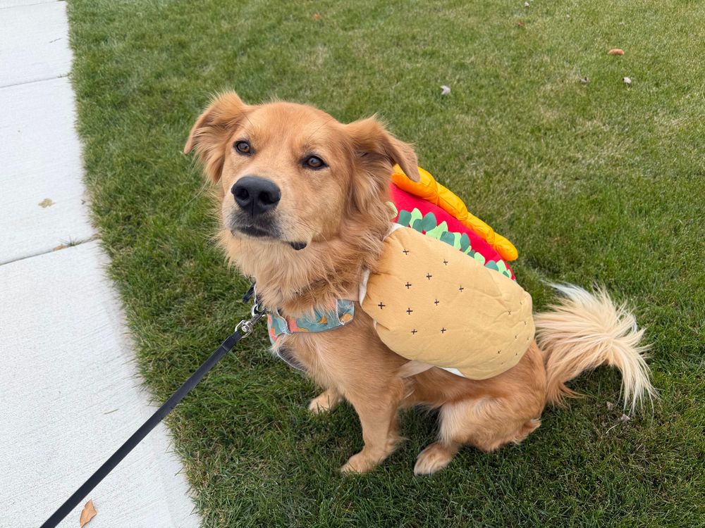 A yellow dog wearing a hot dog costume sitting on some grass