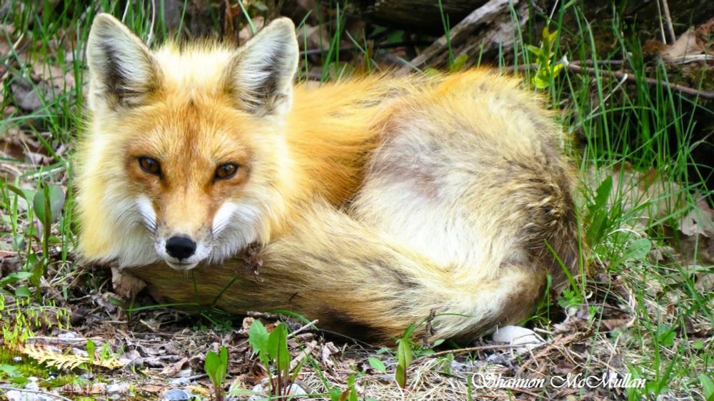 Fox female lying in the grass keeps a steady eye on me as I sing to her.