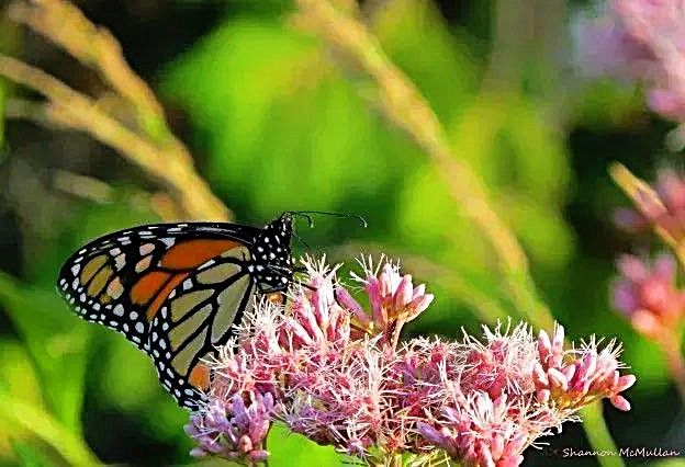 An orange and yellow monarch butterfly enjoys a snack on pink milkweed in our garden.