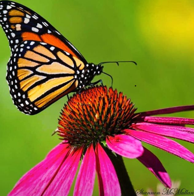 An orange and yellow monarch butterfly feeds on a bright pink purple cone flower.