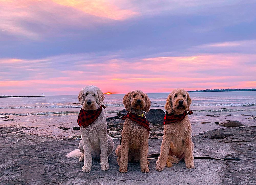 3 fluffy golden doodle dogs sit on the rocks at sunset