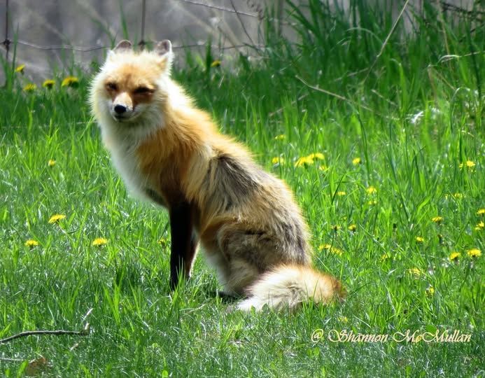 Mamma fox shares a smile amid the yellow dandelions.