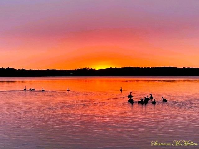 Canada geese families swim in the direction of a vibrant sunset on Manitoulin Island. Mauve, maroon, pink ,orange and golden vibes reflect in the sky and the lake.