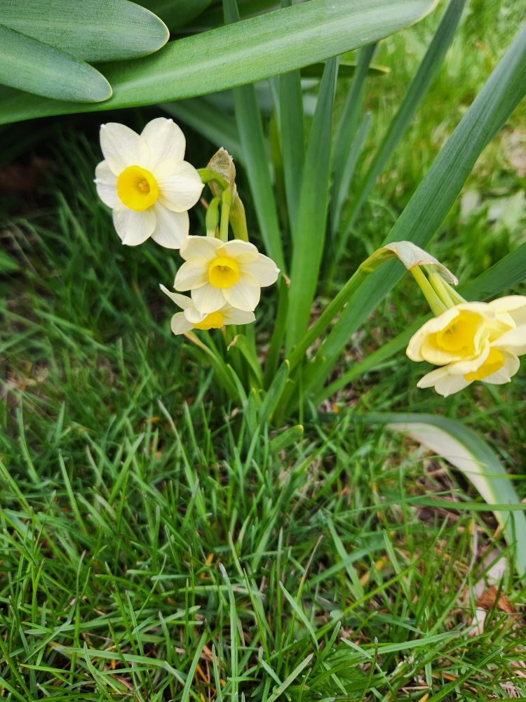 Tiny white and yellow daffodils 