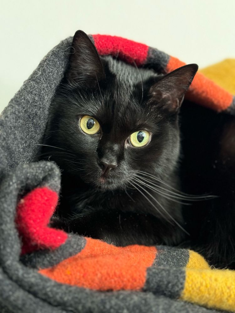 A cute black cat face swaddled in a striped grey wool blanket.