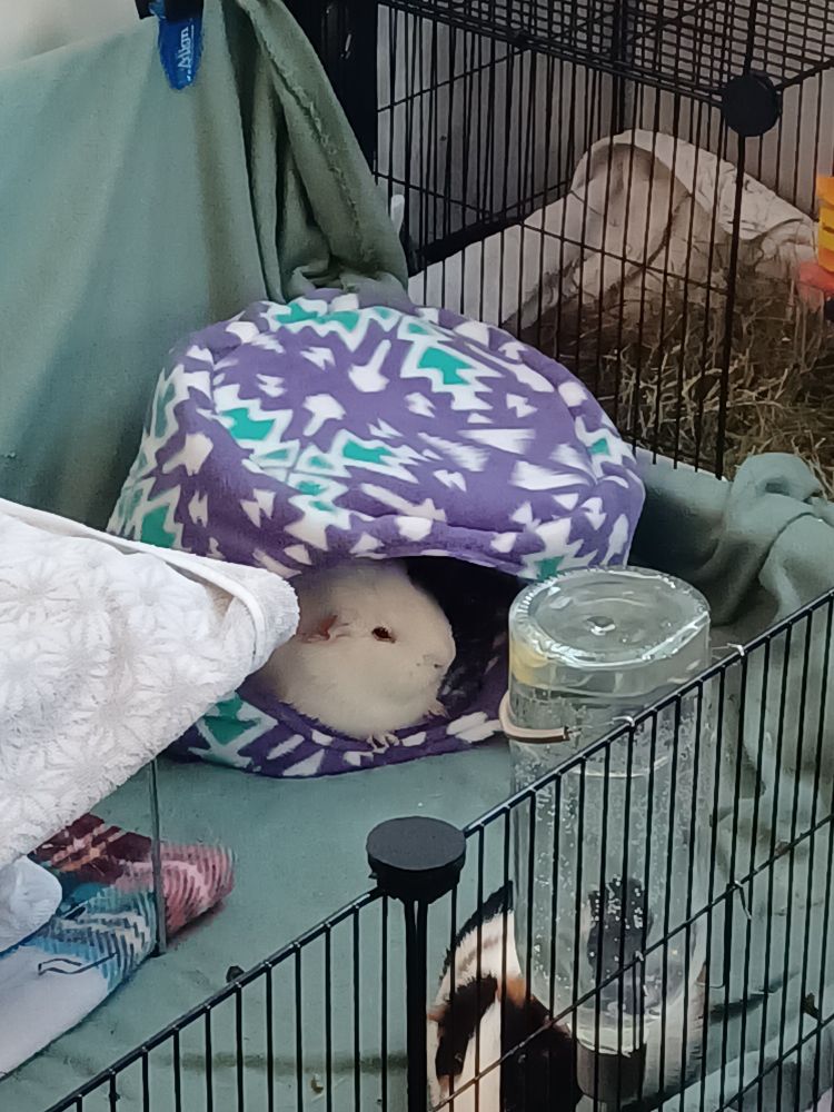 A hubby white Guinea pig is napping in a purple printed fleece plush house