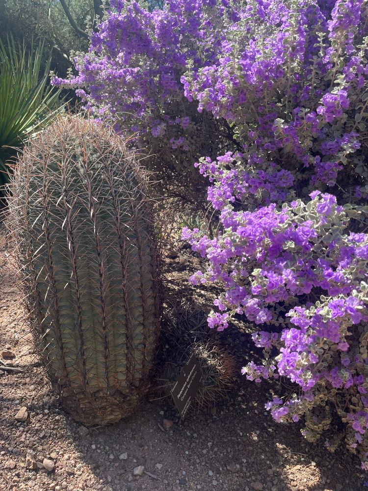 A barrel cactus next to a blooming texas sage plant with many bright purple flowers 