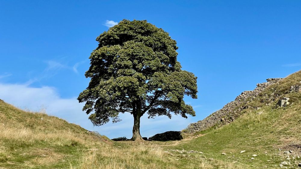 A sycamore tree in leaf at Sycamore Gap near Hexham. 