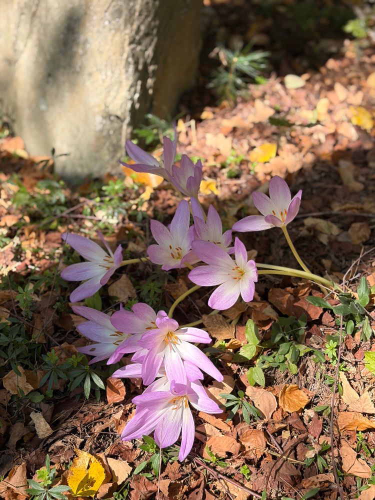 Purple flowers, kind of like lilies without the Lilly pads 