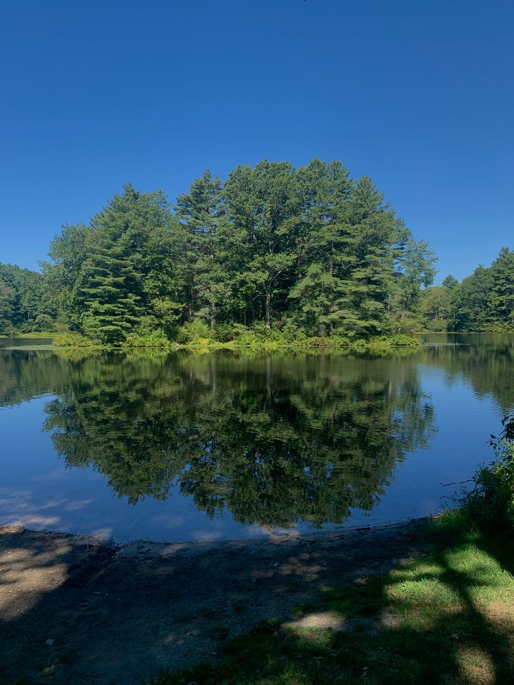 A forest reflected in a river.