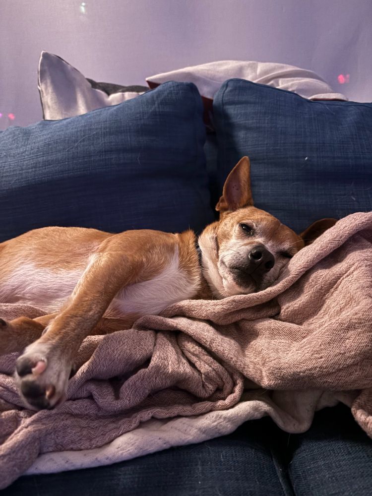 chihuahua stretching paw while lounging on blanket
