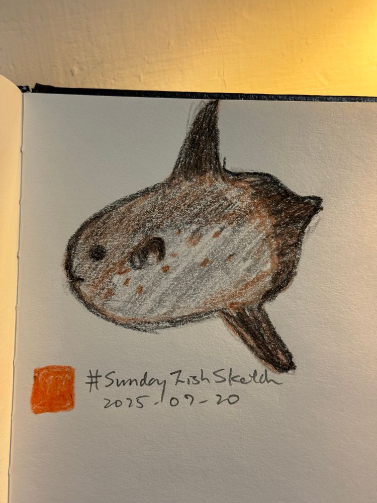 Vertical photo of a crayon sketch of a sharp tail mola adult, which has a center protrusion where most mola butt fin have a rounded shape.