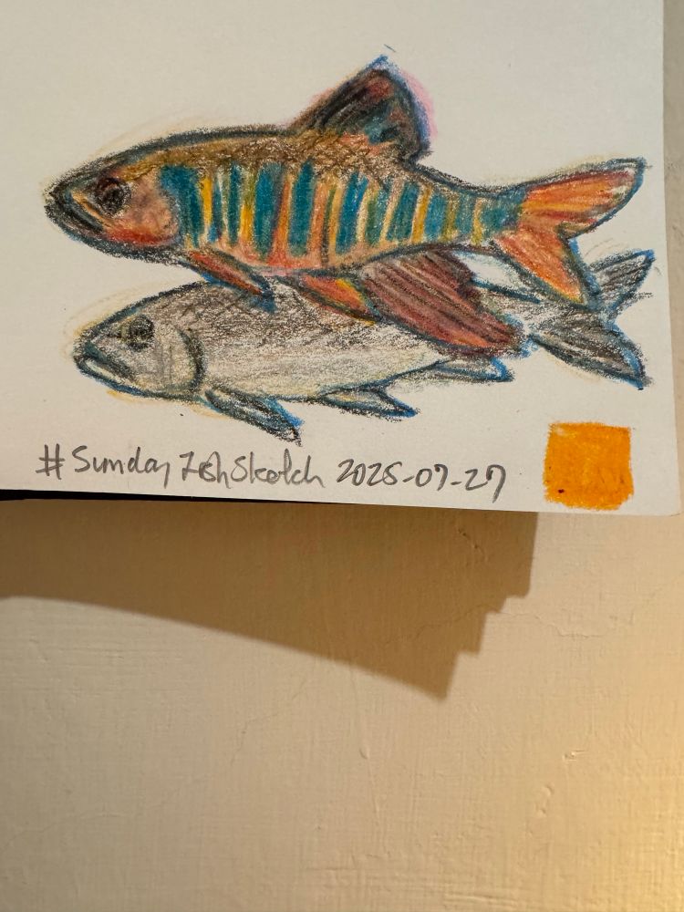 Vertical photo of a crayon sketch of a male and female Taiwan chub, with the male featuring elongated anal fin and barred body.