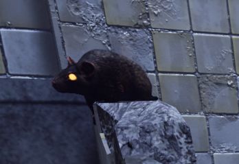 a screenshot of a rat in DBD. it is dark grey with yellow eyes