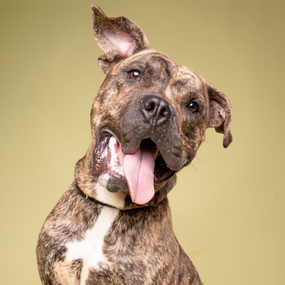 Brown and white brindle dog on a green background with small floppy ears turning suddenly to look at the camera with his tongue out. 
