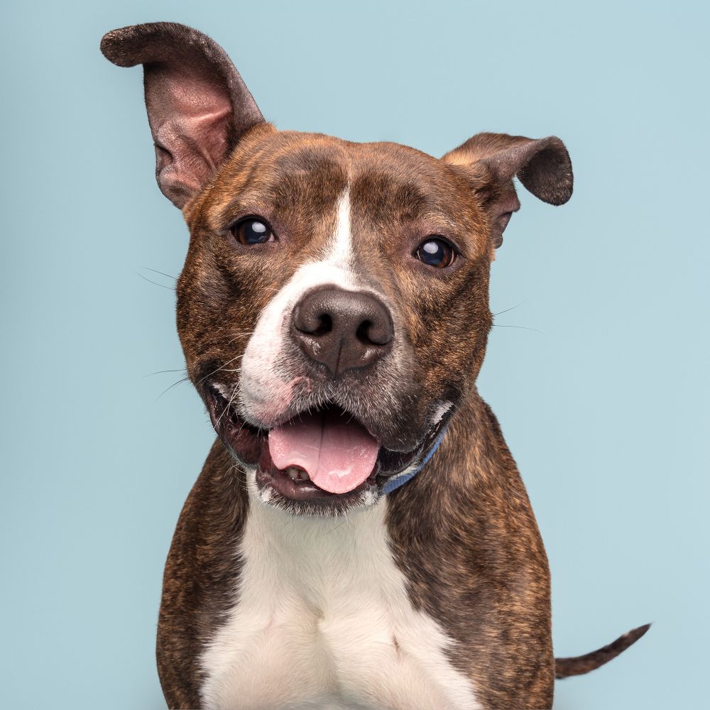 Brown brindle and white dog with ears flopping in slightly different directions looking down at the camera with his tongue out.
