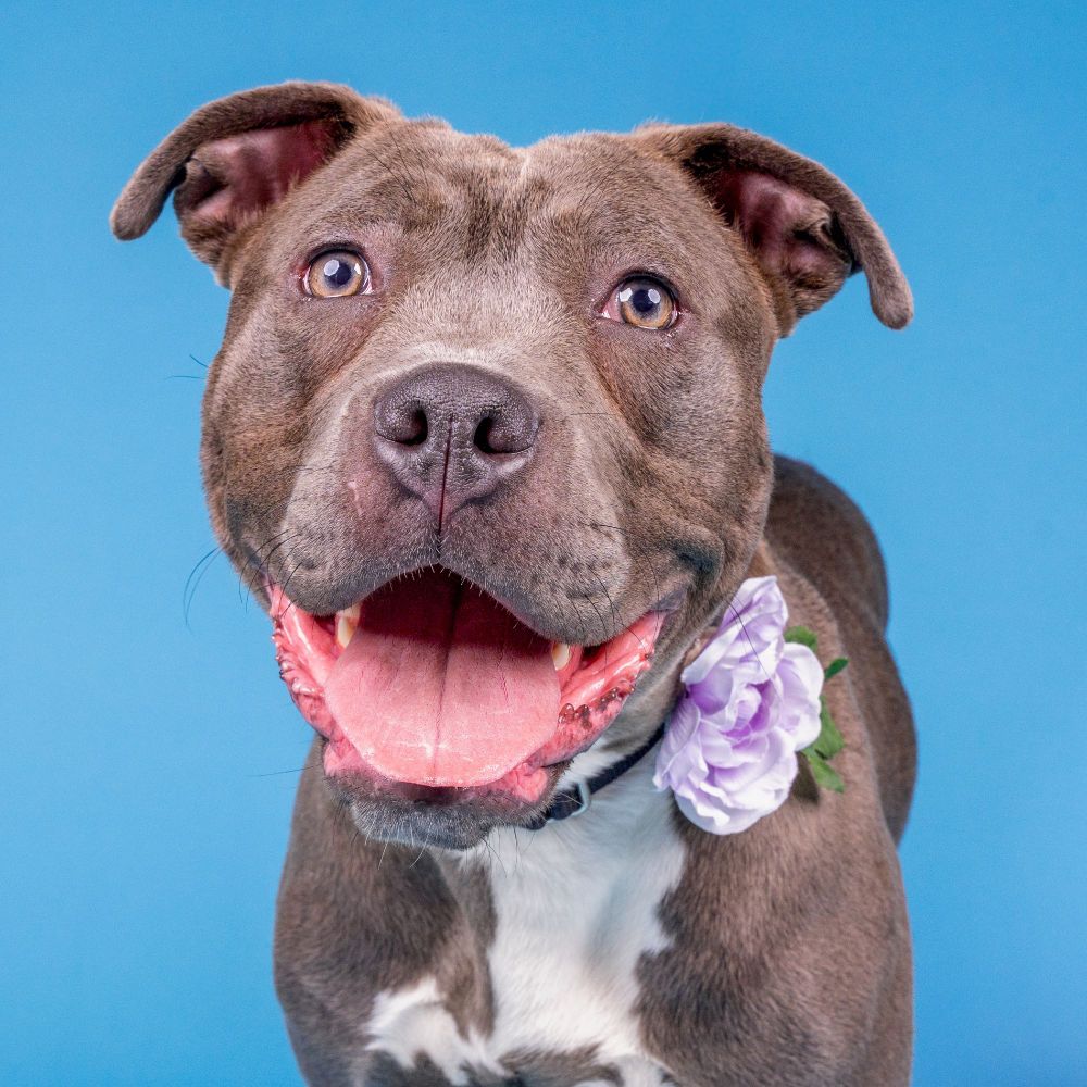 Brown-grey pit bull type dog with a big dog smile and a purple flower on her collar.