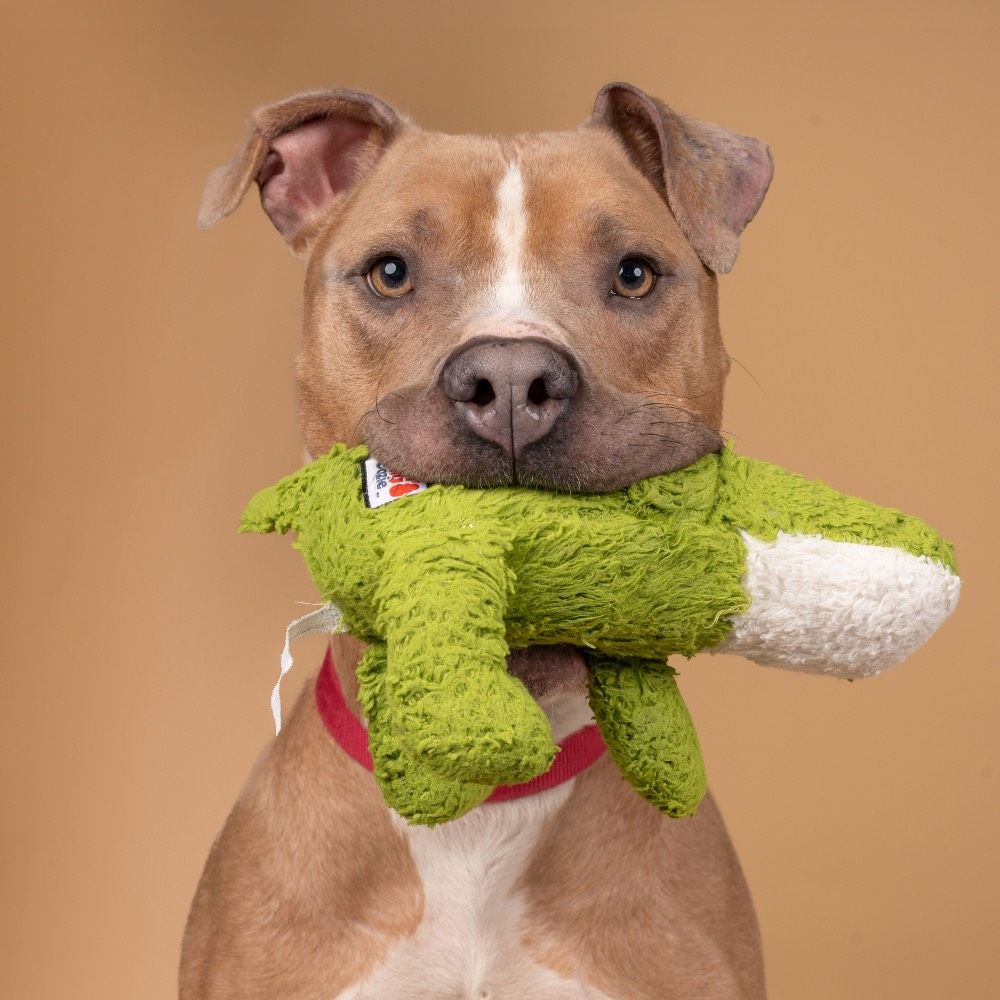 Light brown pit bull mix with perky ears holding a green stuffed alligator toy in his mouth and looking directly at the camera.