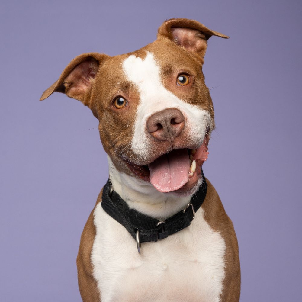 Brown and white dog with a brown nose tilting his head slightly and smiling with his tongue out.
