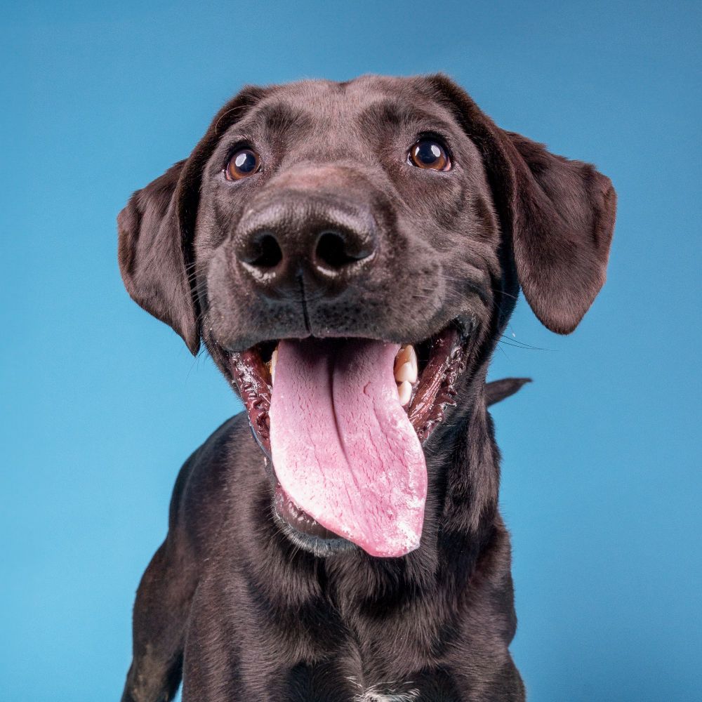 Close up of a black lab mix with his tongue out and tail wagging.
