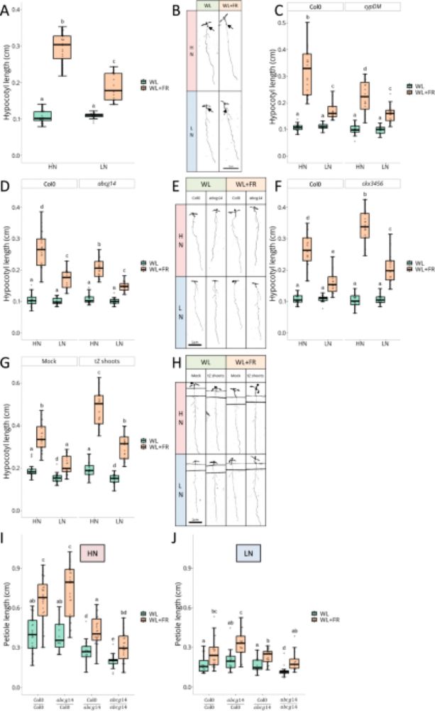 Phytochrome-dependent responsiveness to root-derived cytokinins enables coordinated elongation responses to combined light and nitrate cues - Nature Communications