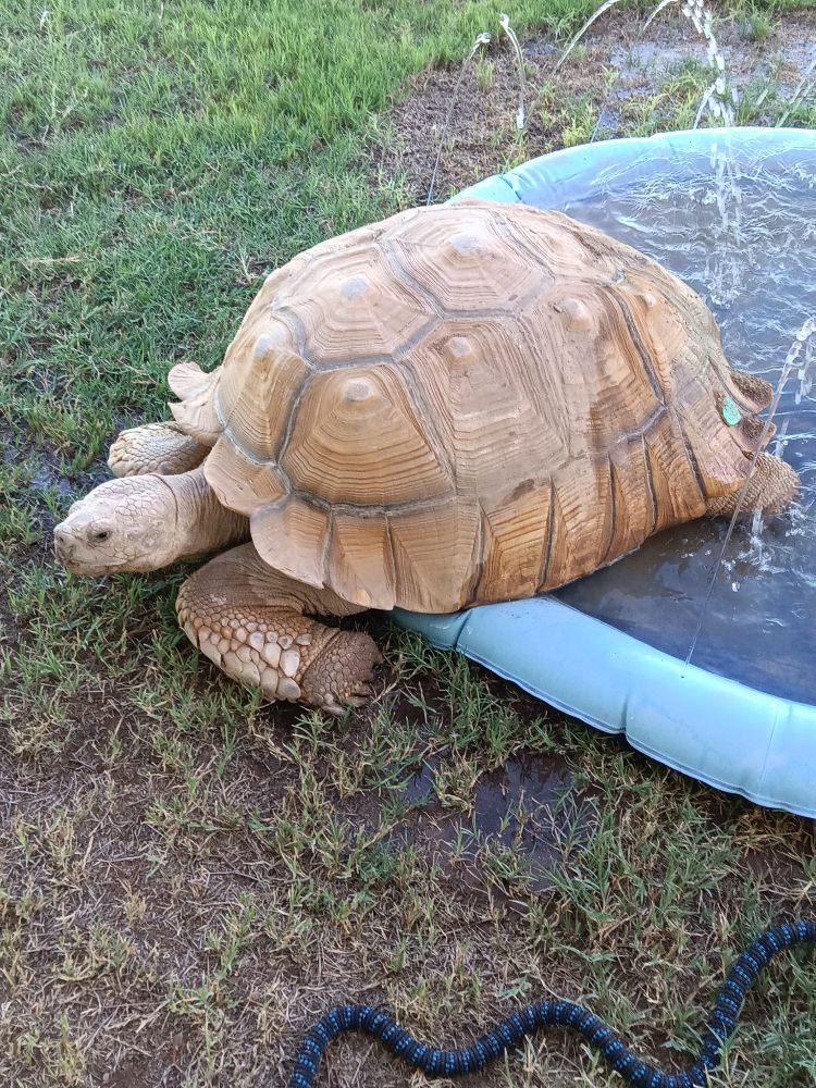 A large tortoise partially in a play-pool