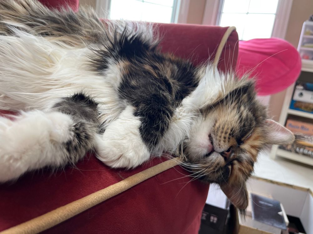 Fluffy cat sleeping on couch with head hanging over the cushion.