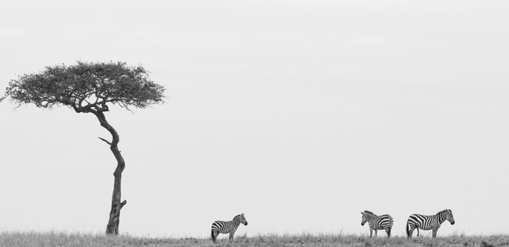 Links eine schiefe, große Schirmakazie, rechts stehen drei Zebras, alles vor einem weißen Himmel und aus großer Entfernung aufgenommen.