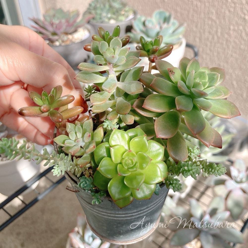 暴れ中のセダム寄せ植え