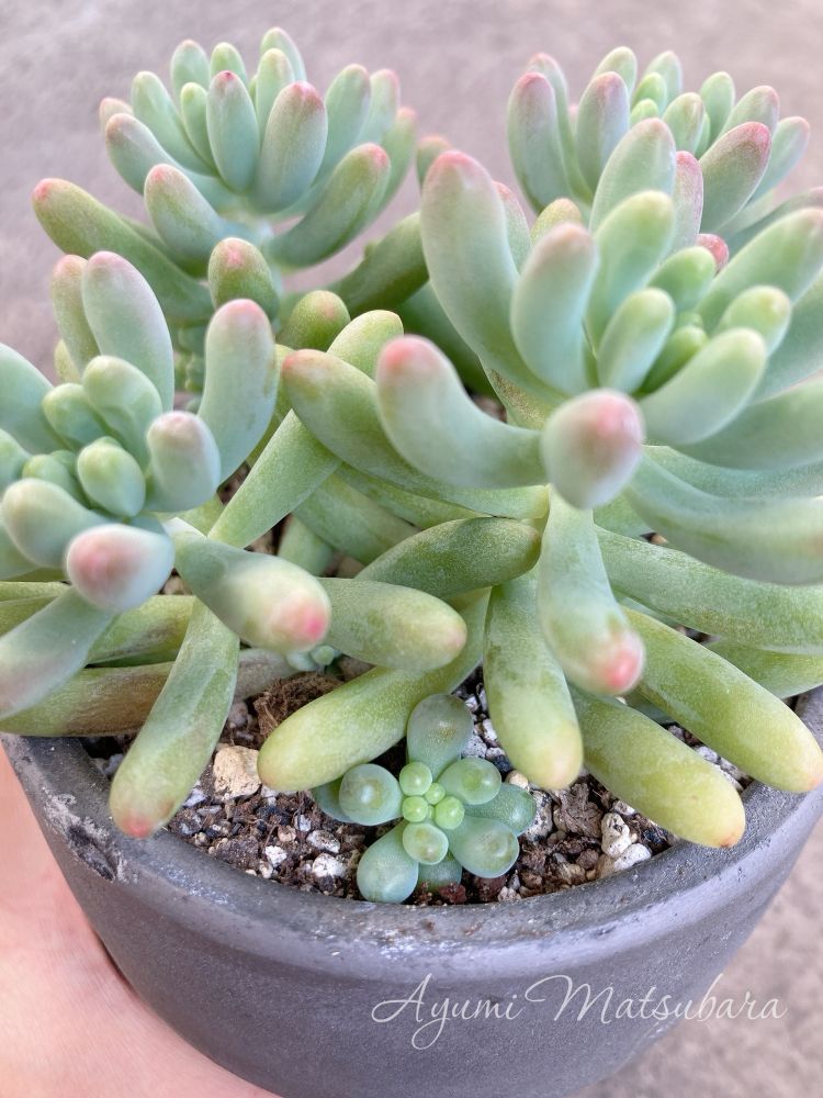 先端がピンクに色づいてきた乙女心