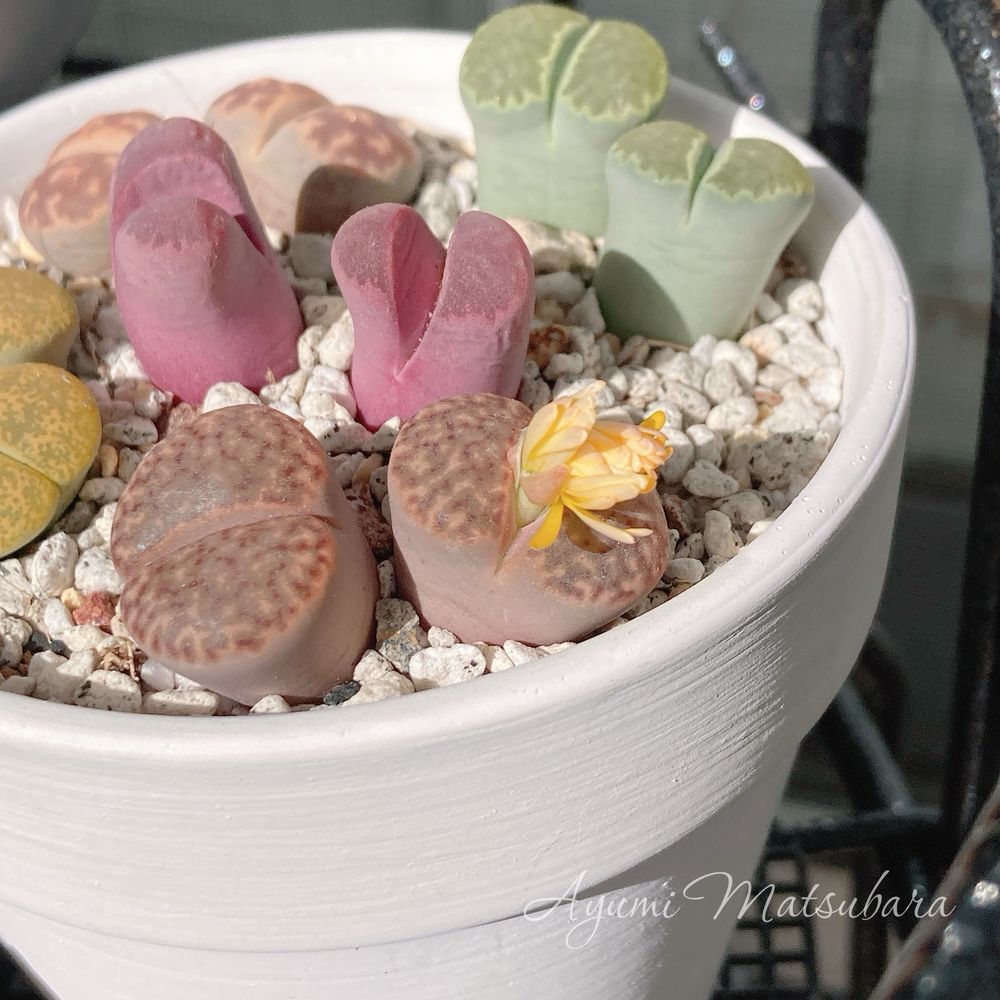 もうすぐ初めての花が開きそうなリトープス