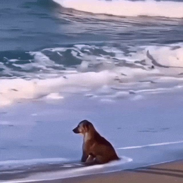 a dog sitting on a beach looking out over the ocean