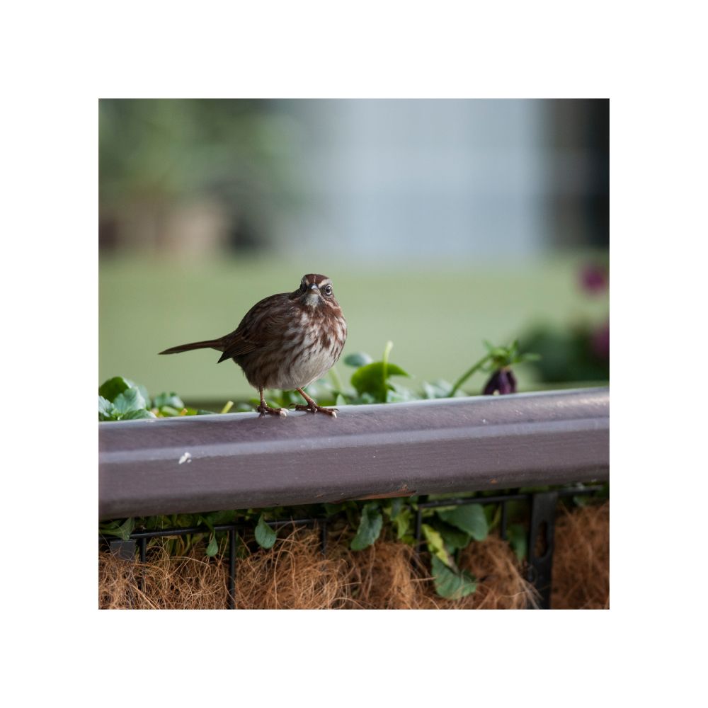 A colour photograph of a song sparrow, puffed up and looking at the camera head-on. It's sitting on a balcony railing with some plants underneath and behind it.