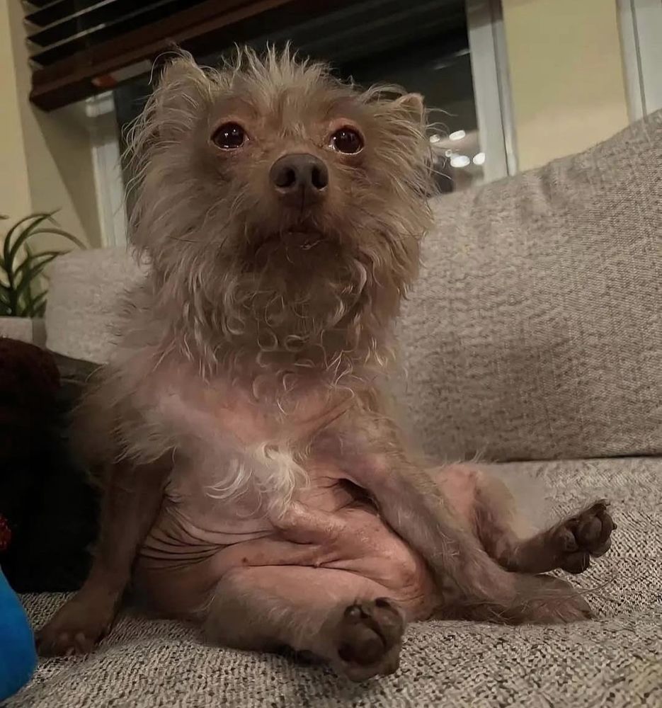 Some sort of small mostly hairless dog with a disturbingly pink nude belly sits straight up with the most dejected, bleary-eyed 1000 yard stare you can imagine