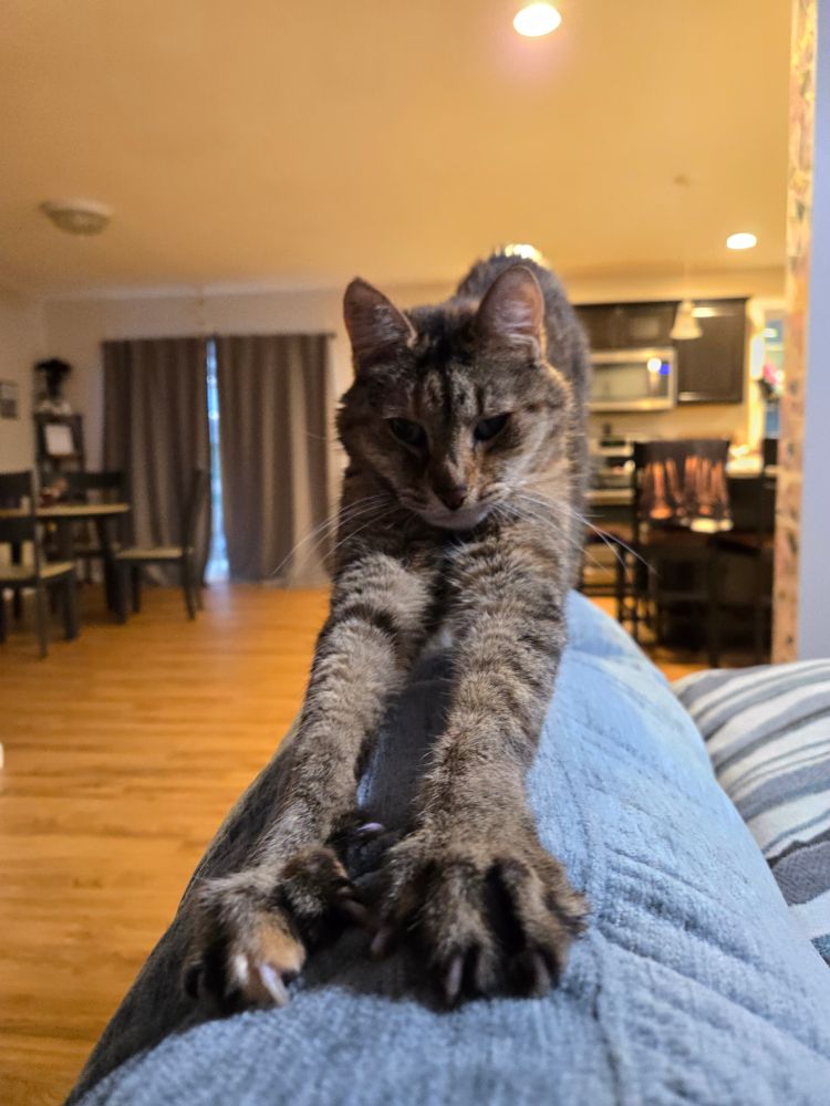 A cat doing a big stretch on the back of a couch, seen from the front