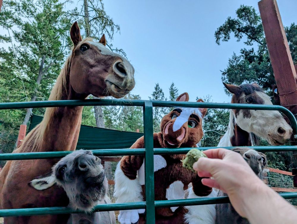 Two horses, two donkeys, and one horse fursuiter being offered an alfalfa cube 