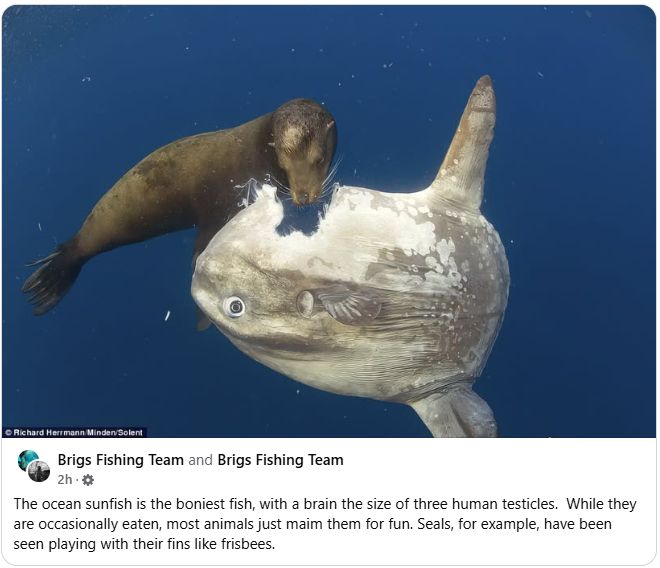 A seal feeding on a sunfish, described as having a brain the size of three human testicles