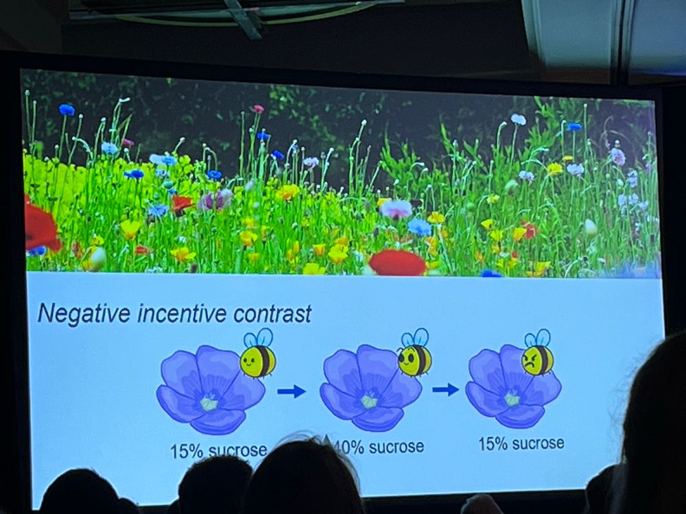 An example of negative incentive contrast, demonstrated with adorable bee pictures 