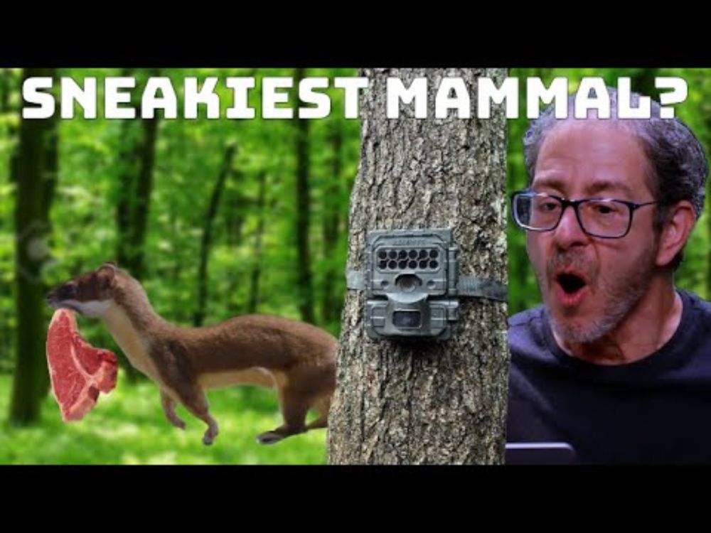 How to Attract a Weasel