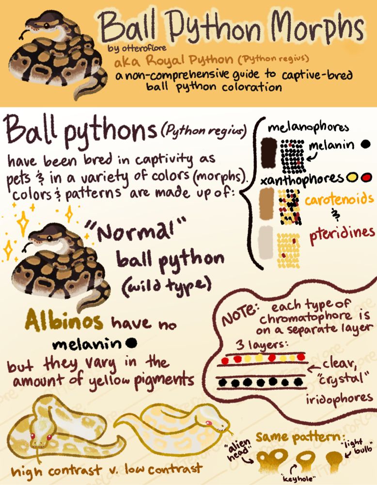 Guide to ball python morph colors with visual pictures and labels