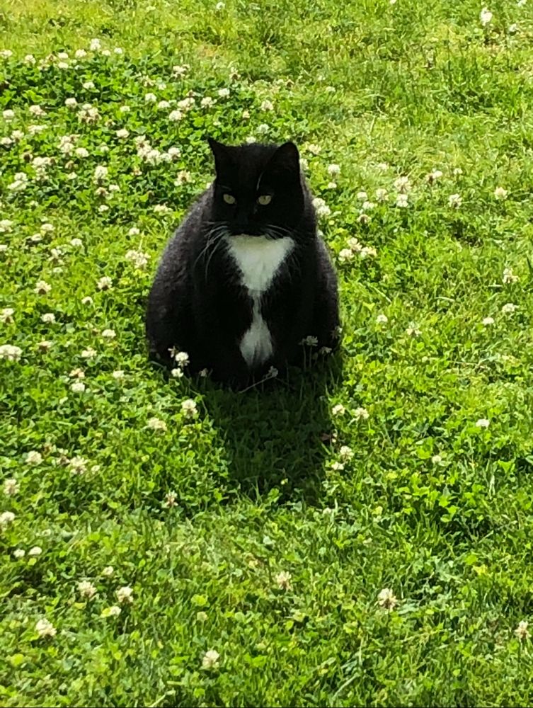 Eine schwarze Katze mit weißer Brust sitzt auf einer sommerlichen grünen Wiese voller weißer Kleeblüten und schaut in die Gegend. Sie Sonne bescheint die Katze von hinten, sodass sie vorne einen kurzen Schatten wirft. 