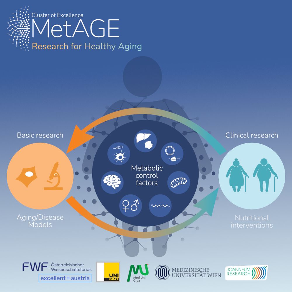 Infographic of interdisciplinary research cluster "MetAGE" bridging basic and clinical research to understand metabolic control factors of the aging process.