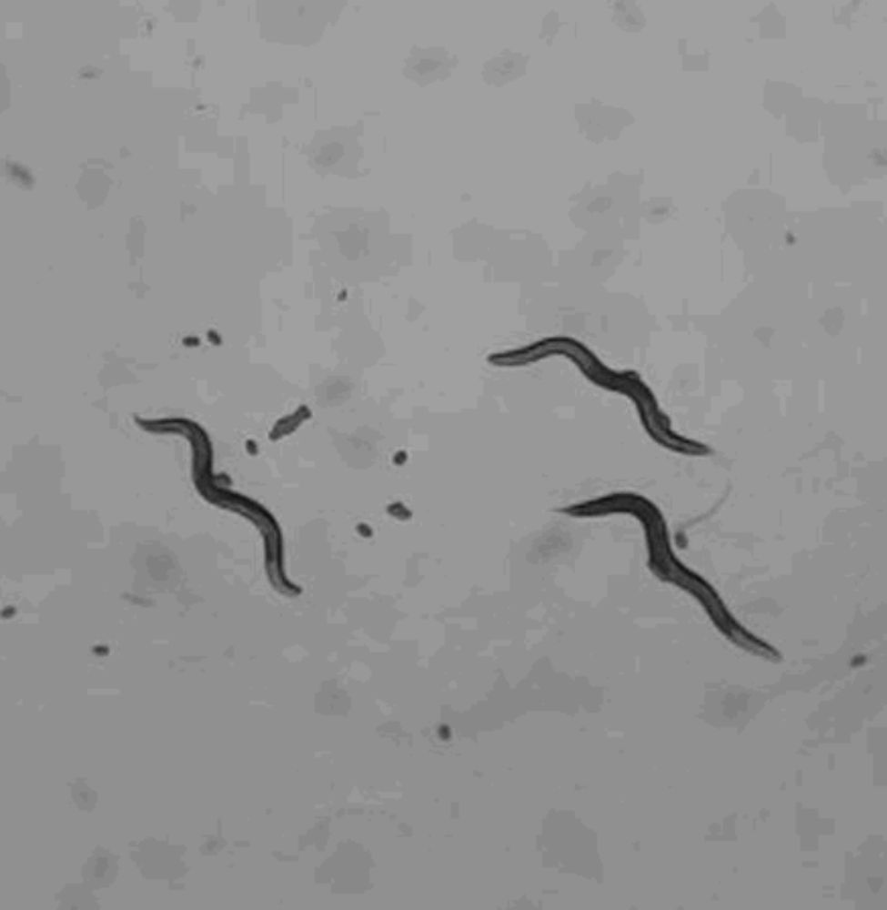 a black and white photo of a group of worms on a gray surface .