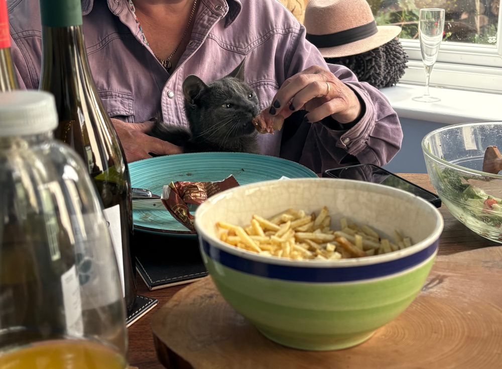 Woman feeds kitten on lap