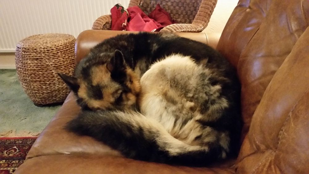 A German Shepherd curled up and sleeping at the end of a brown, leather sofa.